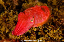 Tiny cuttlefish, about the size of my fist, taken at Juli... by Michael Gallagher 